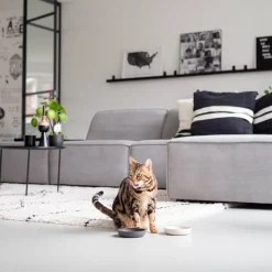 District 70 Bamboo Voerbak Kat Merengue