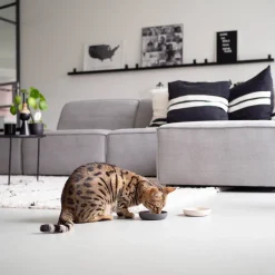 District 70 Bamboo Voerbak Kat Merengue